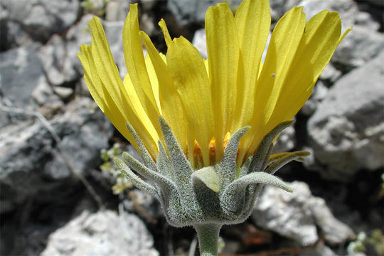 Image of nakedstem sunray