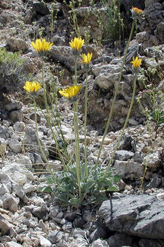 Image of nakedstem sunray