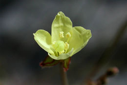 Imagem de Chylismia walkeri subsp. tortilis (Jeps.) W. L. Wagner & Hoch