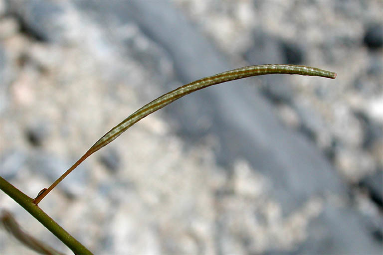 Imagem de Chylismia walkeri subsp. tortilis (Jeps.) W. L. Wagner & Hoch