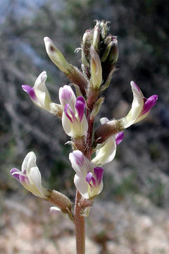 Image of widow's milkvetch