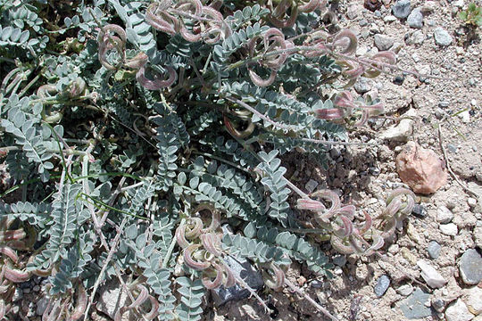 Image of widow's milkvetch