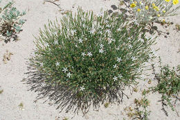 صورة Stephanomeria pauciflora (Torr.) A. Nels.