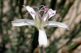 صورة Stephanomeria pauciflora (Torr.) A. Nels.