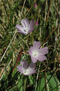 Image of Owens Valley sidalcea