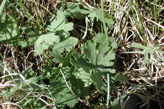 Image of Owens Valley sidalcea