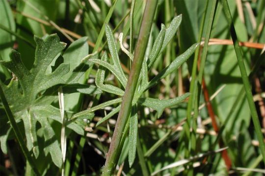 Image of Owens Valley sidalcea