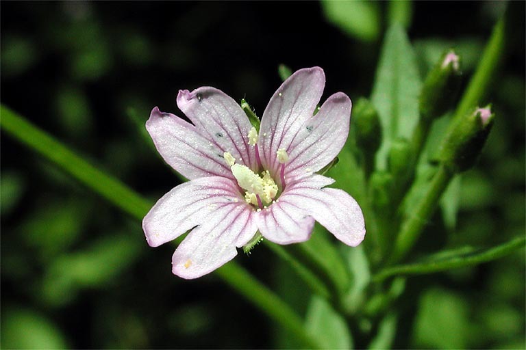 Image of fringed willowherb