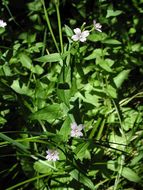 Image of fringed willowherb