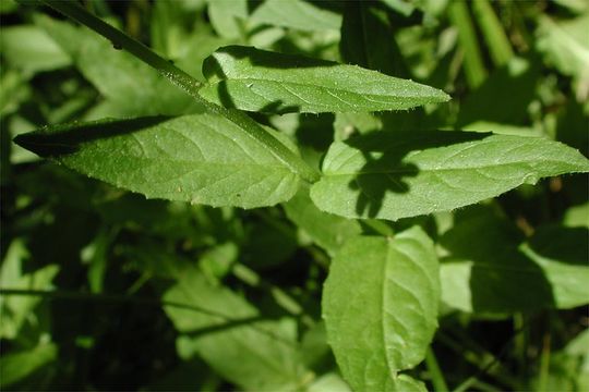 Imagem de Epilobium ciliatum subsp. glandulosum (Lehm.) P. C. Hoch & P. H. Raven