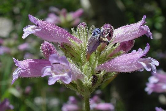 Image of Sierra beardtongue