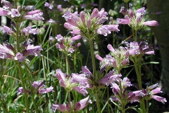 Image of Sierra beardtongue