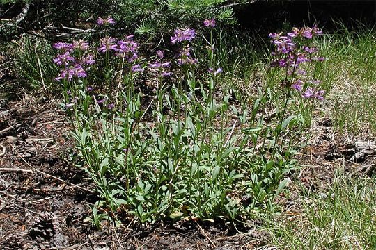 Image of Sierra beardtongue