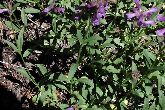 Image of Sierra beardtongue