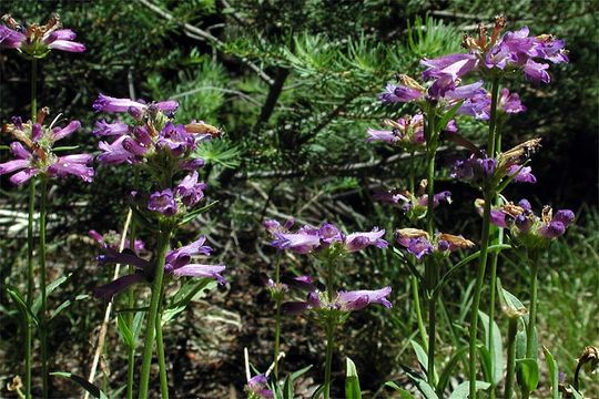 Image of Sierra beardtongue