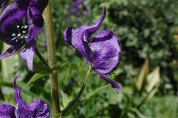 Image of Columbian monkshood