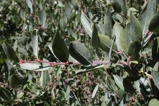 Image of mountain willow