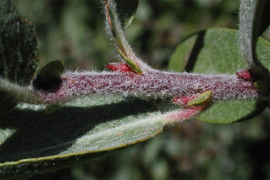 Image of mountain willow