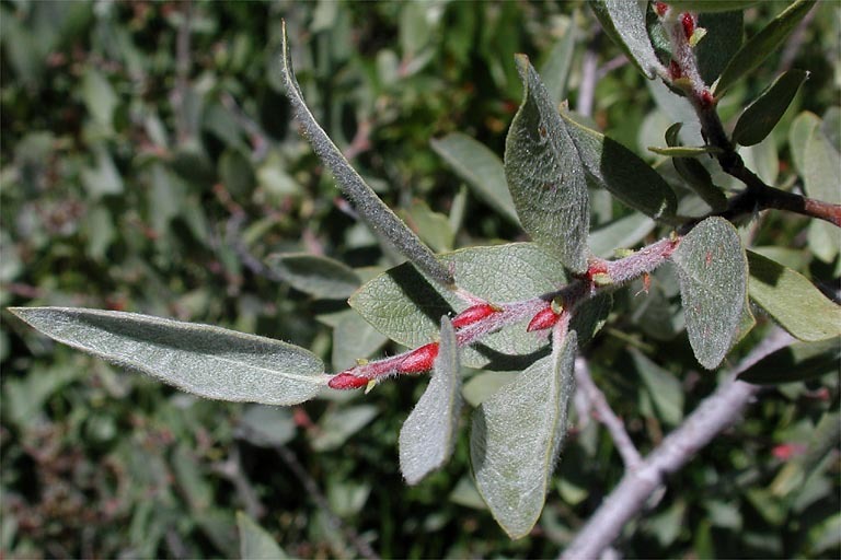 Image of mountain willow