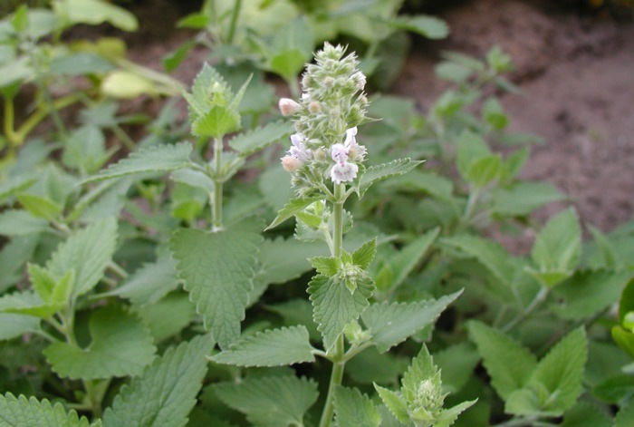 Image of Catnip