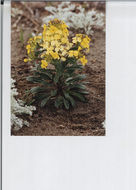 Image of Menzies' wallflower