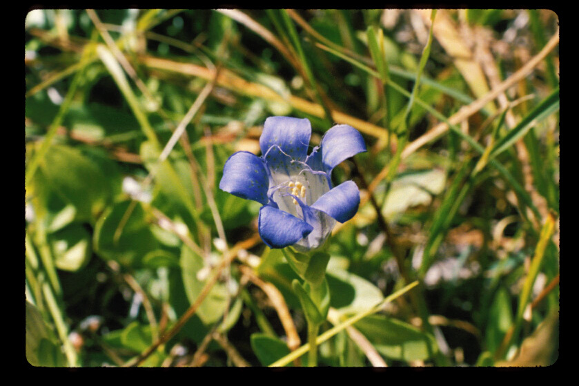 Image of Mendocino gentian