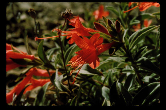 Image of northern willowherb