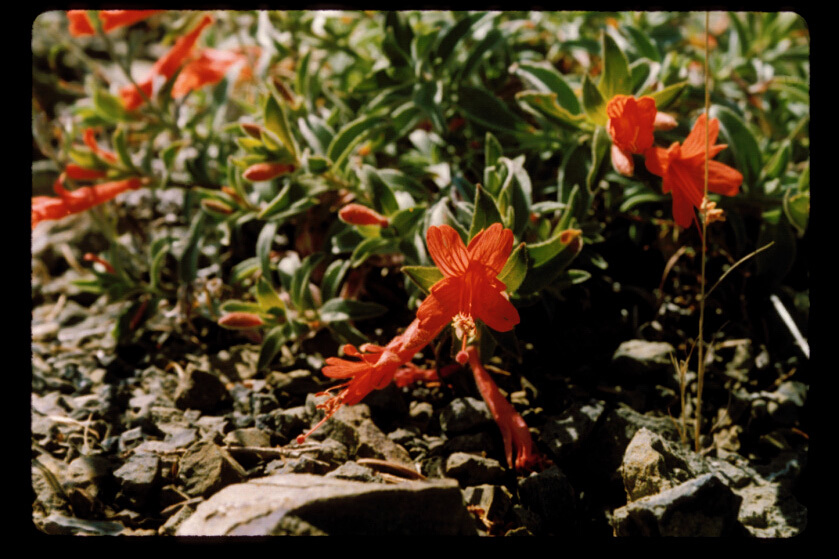 Image of northern willowherb