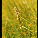 Image of Klamath rushlily