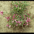 Image of <i>Polygala californica</i>