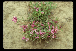 <i>Polygala californica</i>的圖片