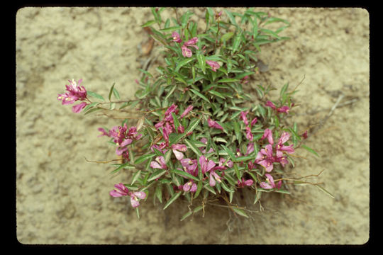 Image of <i>Polygala californica</i>