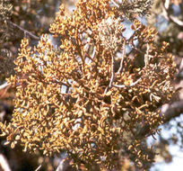 Image of dense mistletoe