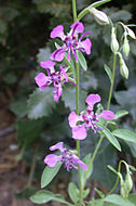 Plancia ëd Clarkia virgata Greene