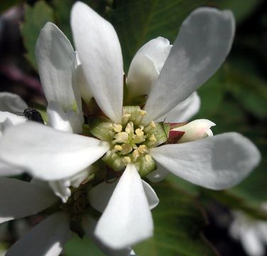 Image de Amelanchier utahensis Koehne