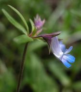 Image of maiden blue eyed Mary