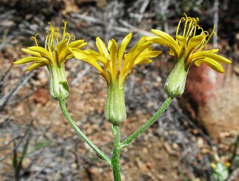 Image of largeflower hawksbeard