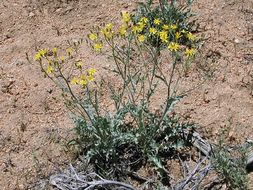 Image of largeflower hawksbeard