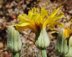 Image of largeflower hawksbeard