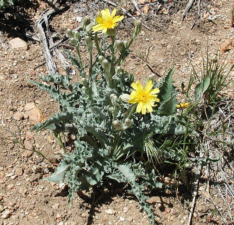 Image of largeflower hawksbeard