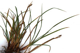 Image of Ross' Sedge