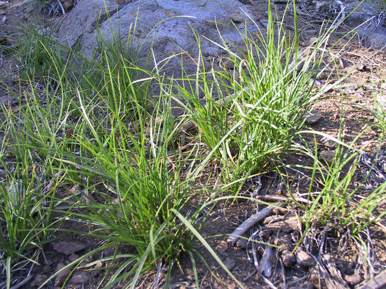 Image of Ross' Sedge