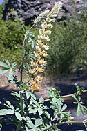 Image of Elmer's lupine