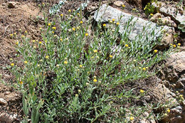 Слика од Erigeron petrophilus var. viscidulus (A. Gray) G. L. Nesom