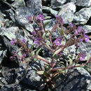 Image of Scott Valley phacelia