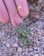 Image of Lake Tahoe draba