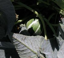 Image of Missouri gourd