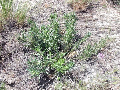 Image de Lithospermum ruderale Dougl. ex Lehm.