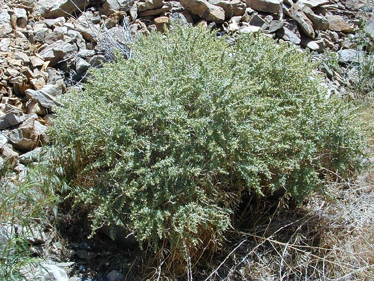 Image of Parry's Saltbush