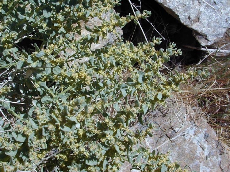 Image of Parry's Saltbush